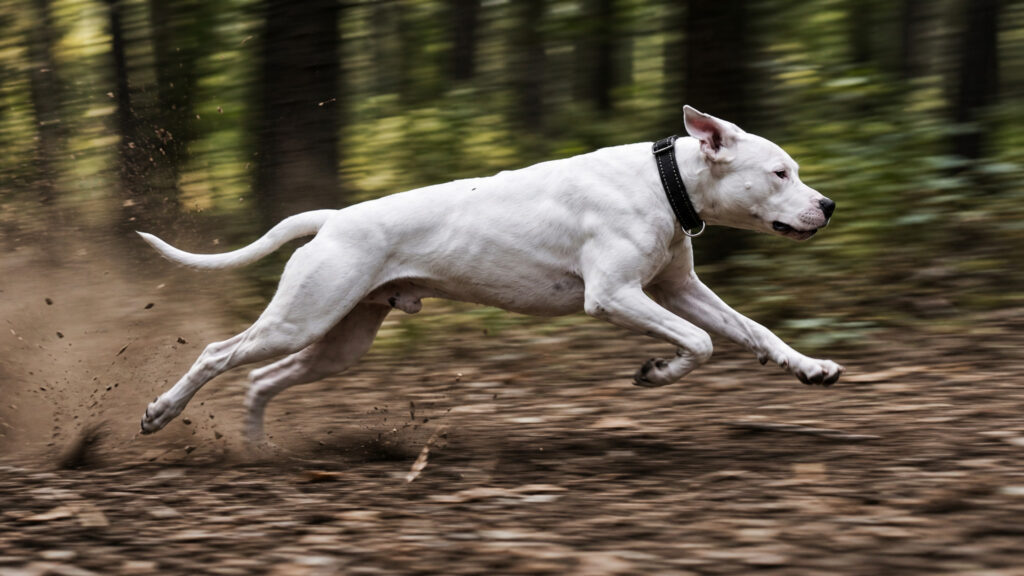 Dogo Argentino running with a collar
