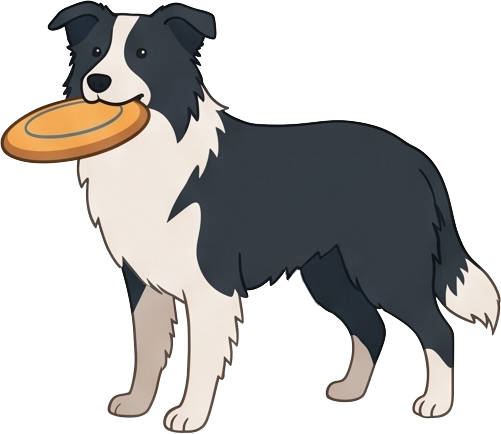 A Border Collie plays frisbee